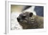 South African Dassie Rat 005-Bob Langrish-Framed Photographic Print