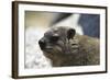 South African Dassie Rat 005-Bob Langrish-Framed Photographic Print