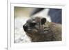 South African Dassie Rat 005-Bob Langrish-Framed Photographic Print