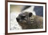 South African Dassie Rat 005-Bob Langrish-Framed Photographic Print