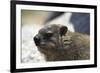 South African Dassie Rat 005-Bob Langrish-Framed Photographic Print