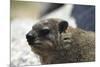 South African Dassie Rat 005-Bob Langrish-Mounted Photographic Print