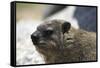 South African Dassie Rat 005-Bob Langrish-Framed Stretched Canvas