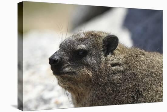 South African Dassie Rat 005-Bob Langrish-Stretched Canvas
