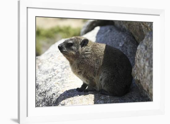 South African Dassie Rat 008-Bob Langrish-Framed Photographic Print