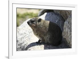 South African Dassie Rat 008-Bob Langrish-Framed Photographic Print