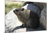 South African Dassie Rat 008-Bob Langrish-Mounted Photographic Print