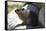 South African Dassie Rat 008-Bob Langrish-Framed Stretched Canvas