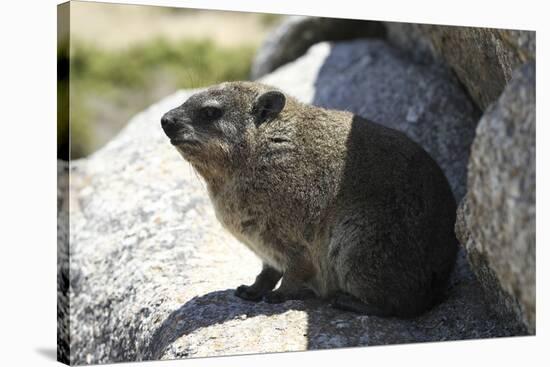 South African Dassie Rat 008-Bob Langrish-Stretched Canvas