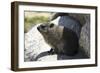 South African Dassie Rat 008-Bob Langrish-Framed Photographic Print