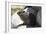 South African Dassie Rat 008-Bob Langrish-Framed Photographic Print