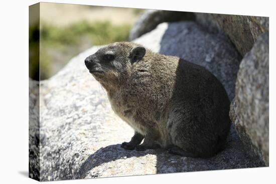 South African Dassie Rat 008-Bob Langrish-Stretched Canvas