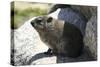 South African Dassie Rat 008-Bob Langrish-Stretched Canvas