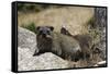 South African Dassie Rat 011-Bob Langrish-Framed Stretched Canvas