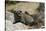 South African Dassie Rat 011-Bob Langrish-Stretched Canvas