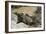 South African Dassie Rat 011-Bob Langrish-Framed Photographic Print