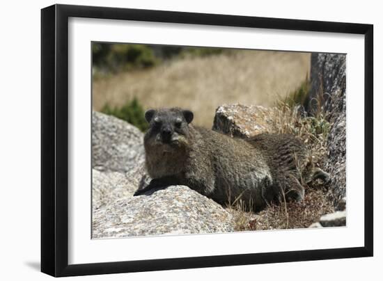 South African Dassie Rat 011-Bob Langrish-Framed Photographic Print