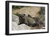 South African Dassie Rat 011-Bob Langrish-Framed Photographic Print