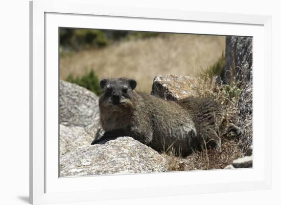 South African Dassie Rat 011-Bob Langrish-Framed Photographic Print