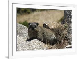 South African Dassie Rat 011-Bob Langrish-Framed Photographic Print