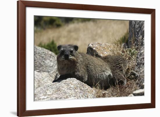 South African Dassie Rat 011-Bob Langrish-Framed Photographic Print