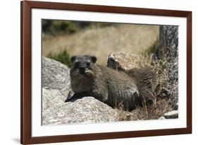 South African Dassie Rat 011-Bob Langrish-Framed Photographic Print