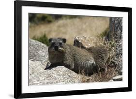 South African Dassie Rat 011-Bob Langrish-Framed Photographic Print