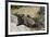 South African Dassie Rat 011-Bob Langrish-Framed Photographic Print