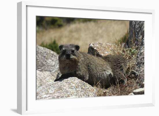 South African Dassie Rat 011-Bob Langrish-Framed Photographic Print