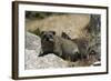 South African Dassie Rat 011-Bob Langrish-Framed Photographic Print