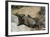 South African Dassie Rat 011-Bob Langrish-Framed Photographic Print