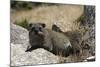 South African Dassie Rat 011-Bob Langrish-Mounted Photographic Print