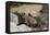 South African Dassie Rat 011-Bob Langrish-Framed Stretched Canvas