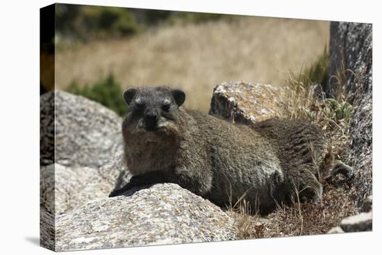 South African Dassie Rat 011-Bob Langrish-Stretched Canvas