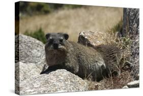 South African Dassie Rat 011-Bob Langrish-Stretched Canvas
