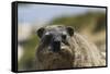 South African Dassie Rat 016-Bob Langrish-Framed Stretched Canvas