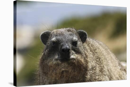South African Dassie Rat 016-Bob Langrish-Stretched Canvas