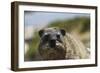 South African Dassie Rat 016-Bob Langrish-Framed Photographic Print