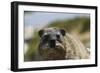 South African Dassie Rat 016-Bob Langrish-Framed Photographic Print