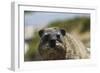 South African Dassie Rat 016-Bob Langrish-Framed Photographic Print