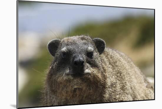 South African Dassie Rat 016-Bob Langrish-Mounted Photographic Print