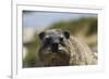 South African Dassie Rat 016-Bob Langrish-Framed Photographic Print