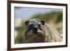 South African Dassie Rat 016-Bob Langrish-Framed Photographic Print