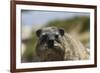 South African Dassie Rat 016-Bob Langrish-Framed Photographic Print