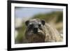 South African Dassie Rat 016-Bob Langrish-Framed Photographic Print