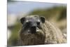 South African Dassie Rat 016-Bob Langrish-Mounted Photographic Print