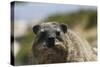 South African Dassie Rat 016-Bob Langrish-Stretched Canvas