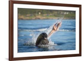 South African Fur Seal (Arctocephalus Pusillus Pusillus) Bull Breaking Apart Octopus-Wim van den Heever-Framed Photographic Print