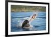 South African Fur Seal (Arctocephalus Pusillus Pusillus) Bull Breaking Apart Octopus-Wim van den Heever-Framed Photographic Print