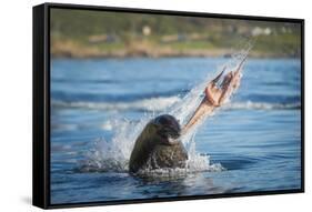 South African Fur Seal (Arctocephalus Pusillus Pusillus) Bull Breaking Apart Octopus-Wim van den Heever-Framed Stretched Canvas